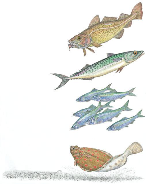 Einige Fische unserer Binnengewässer / Wichtige Fische der Nord- und Ostsee Wichtige Fische der Nord- und Ostsee Kabeljau. Der Kabeljau erreicht eine Körperlänge von etwa 70 cm.