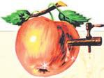 Denn ein Apfel, der hier in der Region angebaut und geerntet wird, trägt nur einen Bruchteil zum CO ² -Ausstoß bei im Vergleich zum Importierten aus Übersee.