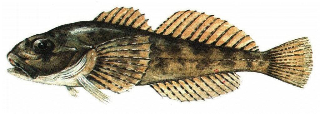 Andere Namen: Groppe Mühlkoppe Die Mühlkoppe gehört zu den Kleinfischarten, die ausschließlich auf dem Grund lebt. Ursache hierfür ist die fehlende Schwimmblase.