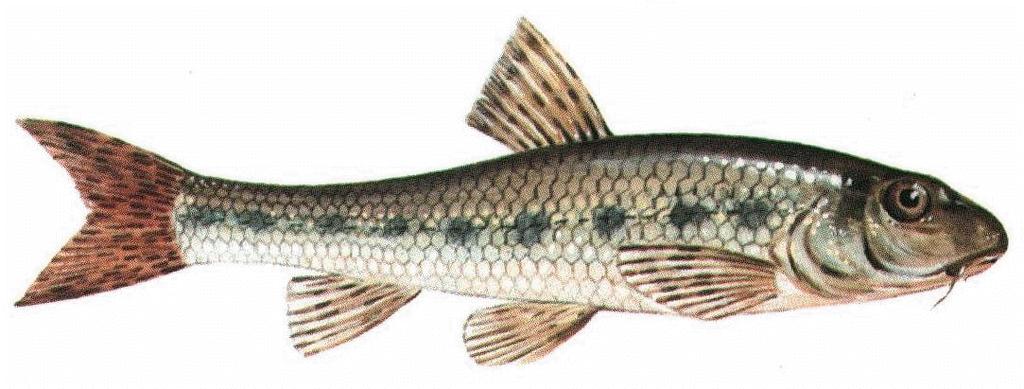 Gründling Gründlinge zählen zu den schwarmbildenden Kleinfischarten, die eindeutig Fließgewässer bevorzugen. Dort können sie nicht selten hohe Bestände aufweisen.