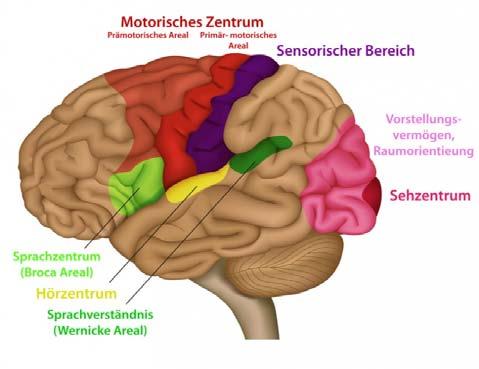 Funktionsbereiche im Gehirn Usability