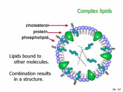 Was sind Lipoproteine?