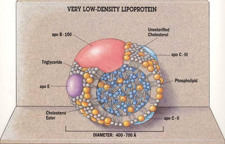 Lipoproteine sehr niedriger Dichte (VLDL) Oberfläche: Eine Schicht aus Phospholipiden (12%) Freiem Cholesterin