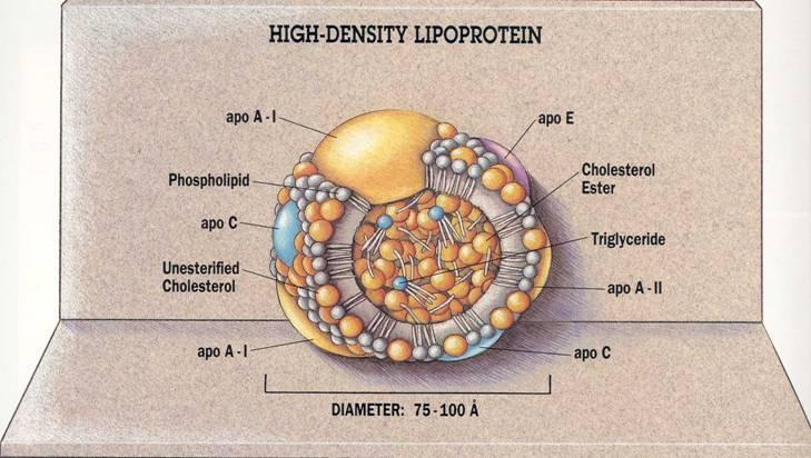Cholesterylester-reich: HDL Oberfläche (eine Schicht) Phospholipide (25%) Freies Cholesterin (7%) Eiweiß