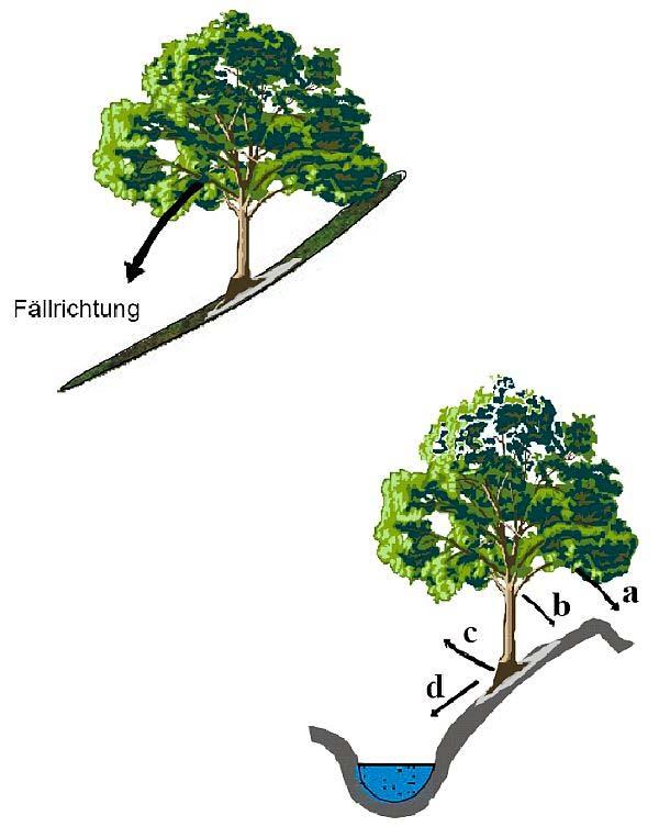 Abbildung 7 Aufrichten eines Baumes mit dem Greifzug und üben Eine Besonderheit ist bei drehwüchsigen Bäumen zu