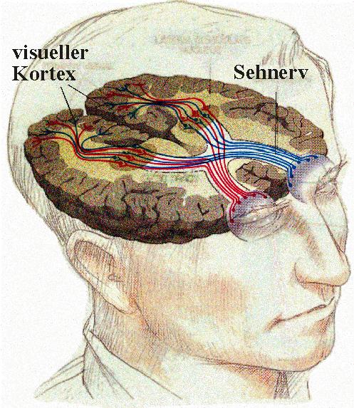 - 8 - Beim Sehprozess wird das Bild in der Netzhaut in Nervenimpulse umgewandelt, welche zum Sehzentrum in der Rückseite