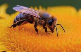 Vorschau Termine Juni bis Oktober 2013 Nahezu eine Million Insektenarten sind heute bekannt, Millionen unentdeckter Arten werden noch vermutet.