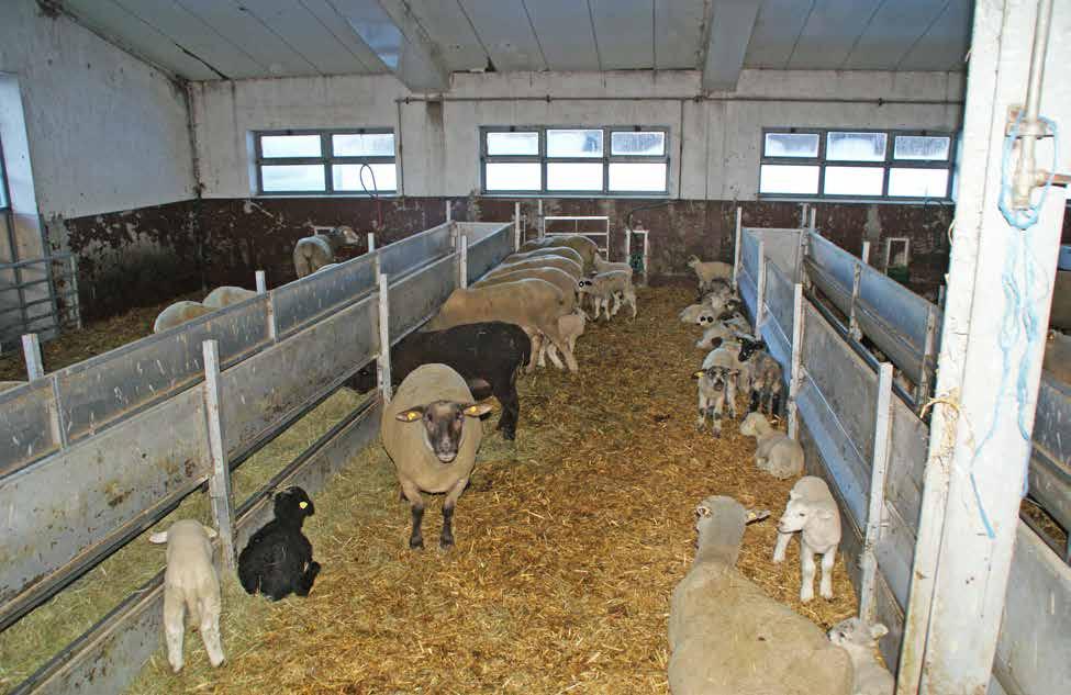 Von der Ablammbucht kommen Mutter und Lamm in eine Gruppenbucht zusammen mit anderen Müttern und ihren Neugeborenen, bevor sie zur Herde in den neuen Stall zurückkommen.