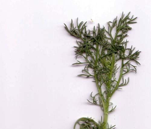 Charakteristika: - Familie: Korbblütengewächs (Asteraceae) - einjährige, krautige Pflanze - 15 bis 50 cm hoch - niederliegend bis aufrecht, verzweigter Stängel -