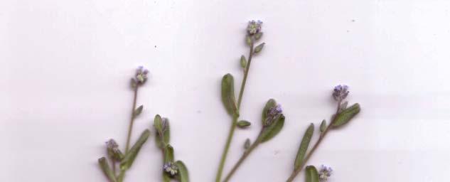 Charakteristika: - Familie: Rauhblattgewächse ( Boraginaceae ) - ein- bis überjähriges SamenKraut - 10 bis 50 cm hoch -