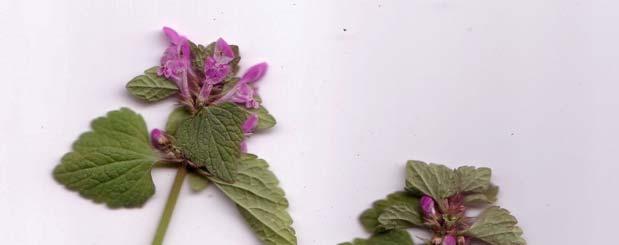 Purpurrote Taubnessel (Lamium purpureum L.