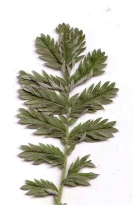 Charakteristika: - Familie: Korbblütengewächse (Asteraceae) - 60 bis 120 cm hoch - unterirdisch ausdauernd, Ausläufer bildend - aufrecht, kantiger Stängel - Blätter: tief gefiedert, bis 25 cm lang -