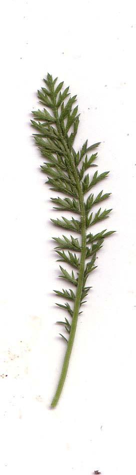 Charakteristika: - Familie: Korbblütengewächse (Asteraceae) - unterirdisch ausdauerndes Samenkraut - 20 bis 80 cm hoch - Stängel: aufrecht, unverzweigt, beblättert - Blätter: lineal-lanzettlich, 2