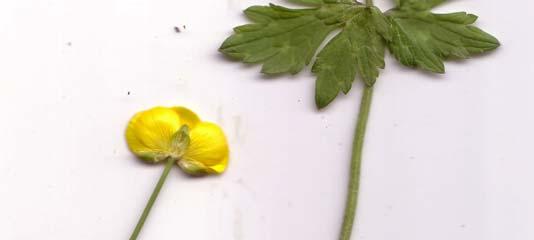 - Blütenstand: Trugdolde - Samen: glatt, hell lederbraun - Samenzahl je Pflanze: 200 bis 400 Der Kleine