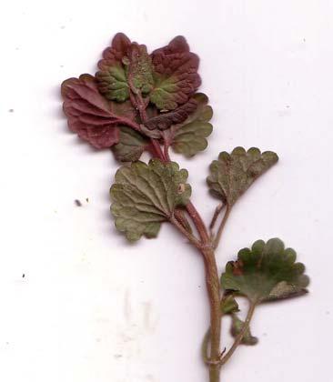 Charakteristika: - Familie: Lippenblütengewächse (Lamiaceae) - auch Gundelrebe - kriechende, mehrjährige Pflanze - 15 bis 60 cm hoch - Blätter: bis 3 cm lang, grün, lang gestielt, herz- bis