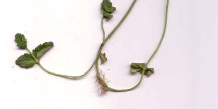 gestielt - Laubblätter: spatelförmig, kerbig gesägt, zerstreut behaart - Blüten: hellblau oder weiß, sehr klein - Blütenkrone: 2 bis 3,5 mm -