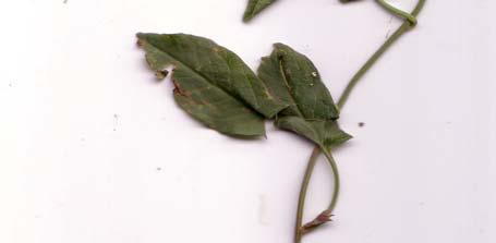 Charakteristika: - Familie: Knöterichgewächse (Polygonaceae) - einjähriges Samenkraut - 15 bis 100 cm hoch - windender