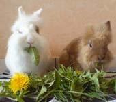 Artgerechte Kaninchenernährung Kaninchen haben einen Stopfmagen bzw. darm. Sie müssen kontinuierlich fressen, damit sich der Futterbrei durch den Verdauungstrakt schiebt und sie Kot absetzen können.