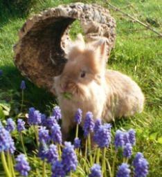 Das Kaninchen Der Begriff "Kaninchen" kommt aus dem lateinischen "cuniculus", was so viel heißt wie "unterirdischer Gang" oder "Höhle".