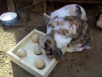 Beschäftigungs- und Versteckmöglichkeiten Kaninchen sind lebhafte und neugierige Tiere.