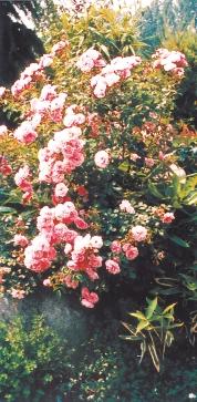 Foto: CMA Standortwahl und gute Wässerung beachten Rosen richtig pflanzen (pb) Die Standortwahl ist vor dem Pflanzen der Rosen entscheidend. Rosen lieben einen warmen, sonnigen und luftigen Standort.