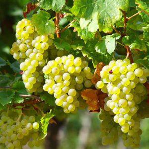 00 Region : Italien Rebsorte : Chardonnay Pinot Grigio (12 Vol.-%) 50 cl Fr. 18.