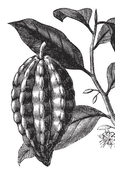Die Fermentation der Kakaobohnen ist meist kurz. Criollo-Kakaobohnen sind besonders aromatisch und verleihen der Schokolade eine feine Note und einen besonderen, unverwechselbaren Charakter.