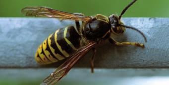 NICHTAMTLICHER TEIL 15 Information der Unteren Naturschutzbehörde: Umgang mit scheinbar lästigen Insekten Nur wenige kennen die überwältigende Vielfalt von Bienen, Hummeln, Wespen und anderen