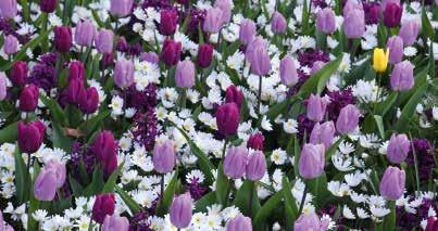 Frühlingsromantik Mischung aus Tulpen, Hyazinthen und Anemonen