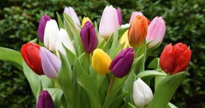 Mischung Mischung aus Darwin-Hybrid-Tulpen in den Hauptfarben Tulipa A 4-5 O 60 VE = 250 Stück 524115