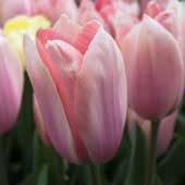 Die Klasse der Triumph-Tulpen enthält die meisten Freiland- und