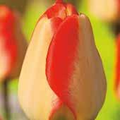 Stiel und dem hohen Wuchs von Darwin-Tulpen.