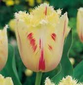 Crispa-Tulpen werden 30-50 cm hoch und lassen sich