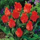 Pfirsichrosa, Blätter gefleckt Tulipa
