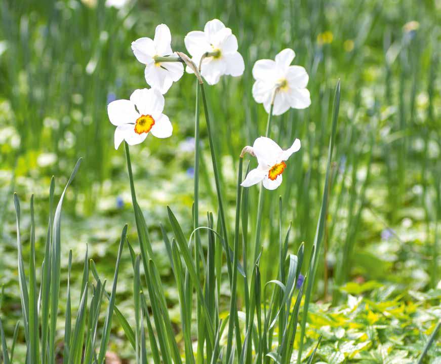 Typisches Merkmal sind eine Blüte pro Stiel und eine weiße, auffällige Blütenhülle. Die kleine Nebenkrone ist gelb, oft mit einem roten Rand.