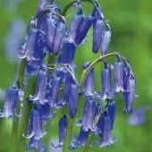 Bell', die in England Nationalblume ist und im Frühjahr zu Tausenden die