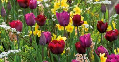 E 10 N 515090 Farbenpracht im Frühling Bunte Gartencrocusmischung mit roter Tulpe Wissenswertes & Inspiration Mischungen A 3-4 O 10