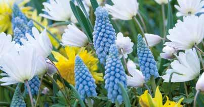in Pastellfarben Hyacinthus Tulipa A 4-5 O 20-50 P 10/12-16/17 VE = 500 Stück 1 VE = 4 m² 515110 Frühlingsglut Mischung aus Tulpen,
