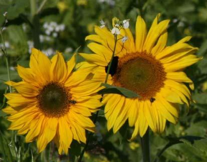 Rumex Shavnat Sonnenblumen