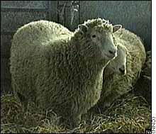 Mammal Cloning Timeline 1984 A live lamb was cloned from sheep embryo cells 1986 Early embryo cells were used to clone a cow 1993