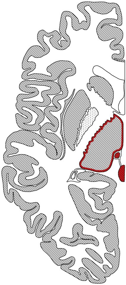 Thalamus Anatomie insgesamt eiförmige Kerngruppe dorsale Wand.
