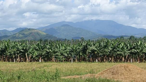 Auf großen Landflächen wird für den Export angebaut, z.b. Bananen!
