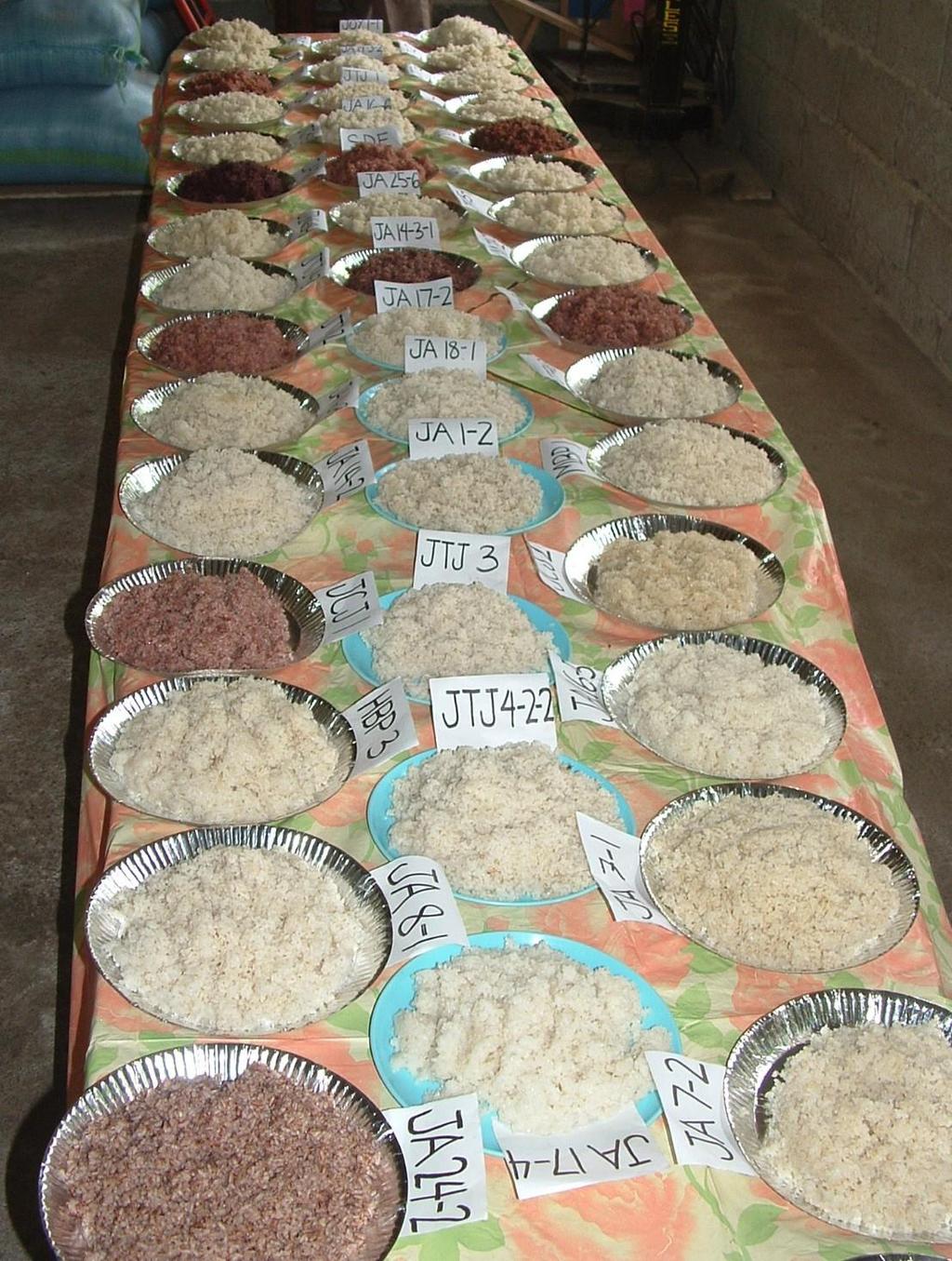 300 Sorten Reis haben die Bauern von Agro-Eco gezüchtet!