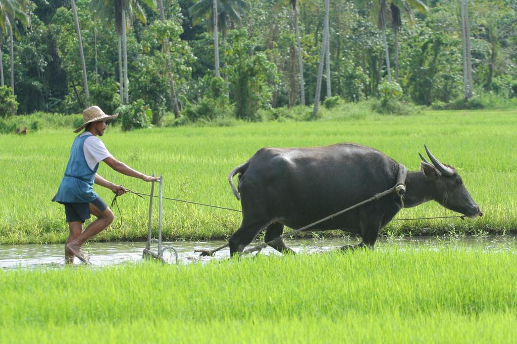 Der Reisanbau in Bildern... Der Wasserbüffel, Carabao, ist Traktor.