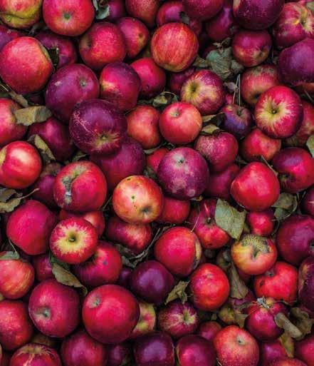 Die Äpfel waschen, schälen, vierteln, Kerngehäuse entfernen und in dünne Scheiben schneiden. Mit Zucker und etwas Wasser dünsten. Die Mandeln unterrühren. Die Schlagsahne steif schlagen.
