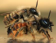 Analyse Einfluß der Saatgutbehandlung 3 Bienenarten mit unterschiedlichen Lebenszyklus Honigbiene (Apis mellifera)