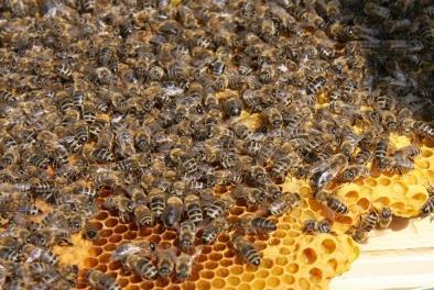 Völker mit 500+ Hummeln Thermoregulation Nur die Königin überwintert, neue Völker im Frühjahr Rote Mauerbiene (Osmia
