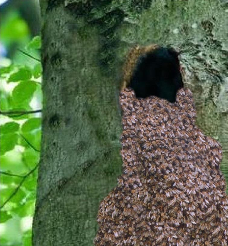 Zigtausend tote Bienenvölker durch die Varroa-Milbe Kein Imker kann wilde Bienenvölker vor