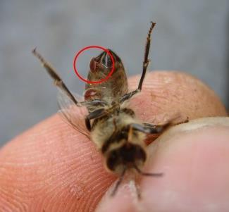 Zigtausend tote Bienenvölker durch die Varroa-Milbe Die Varroa-Milbe Ursprünglich beheimatet in Süd-Ost-Asien Eingeschleppt vor