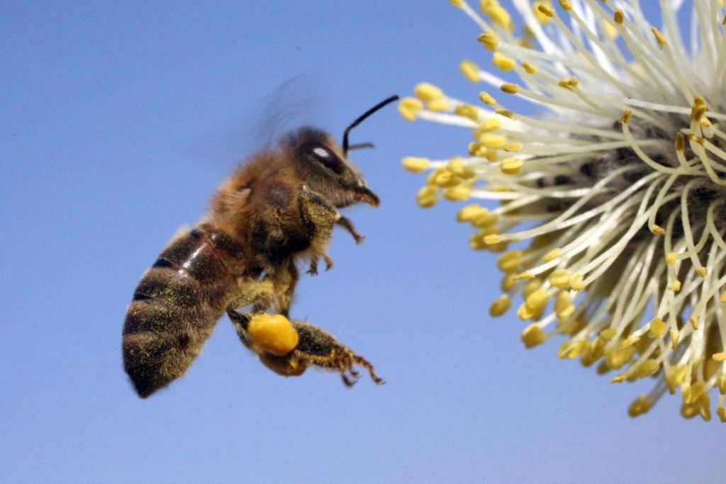 Warum steht die Honigbiene so sehr im
